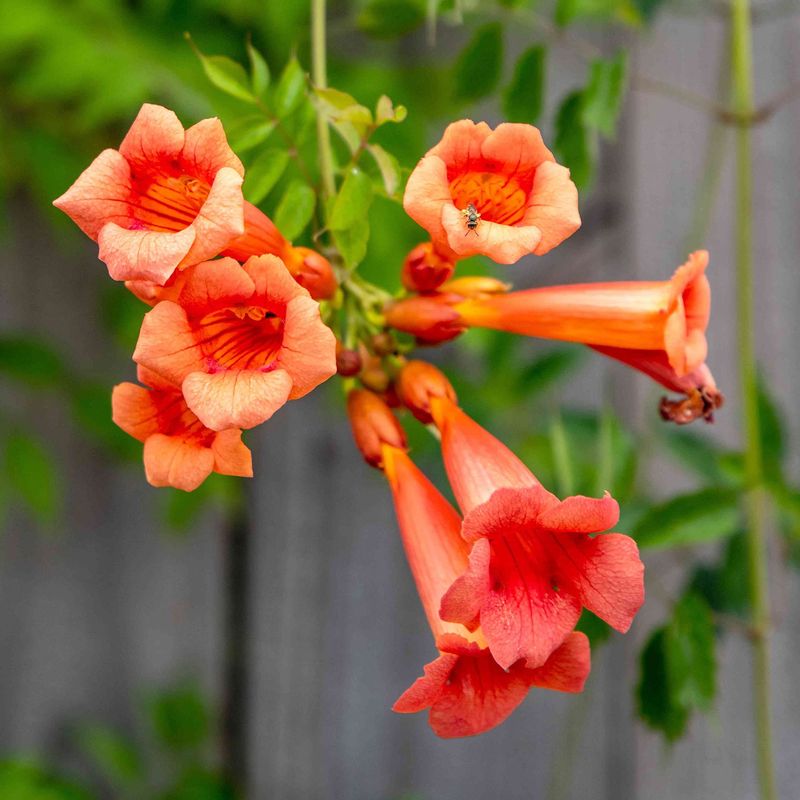 Trumpet Vine