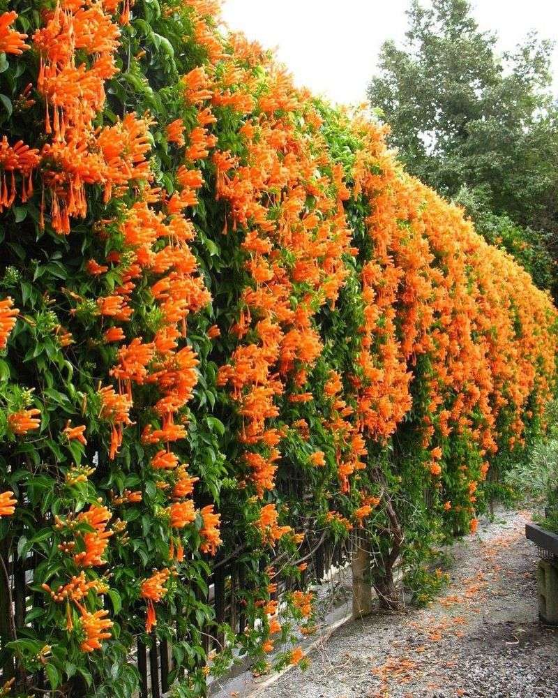 Trumpet Vine