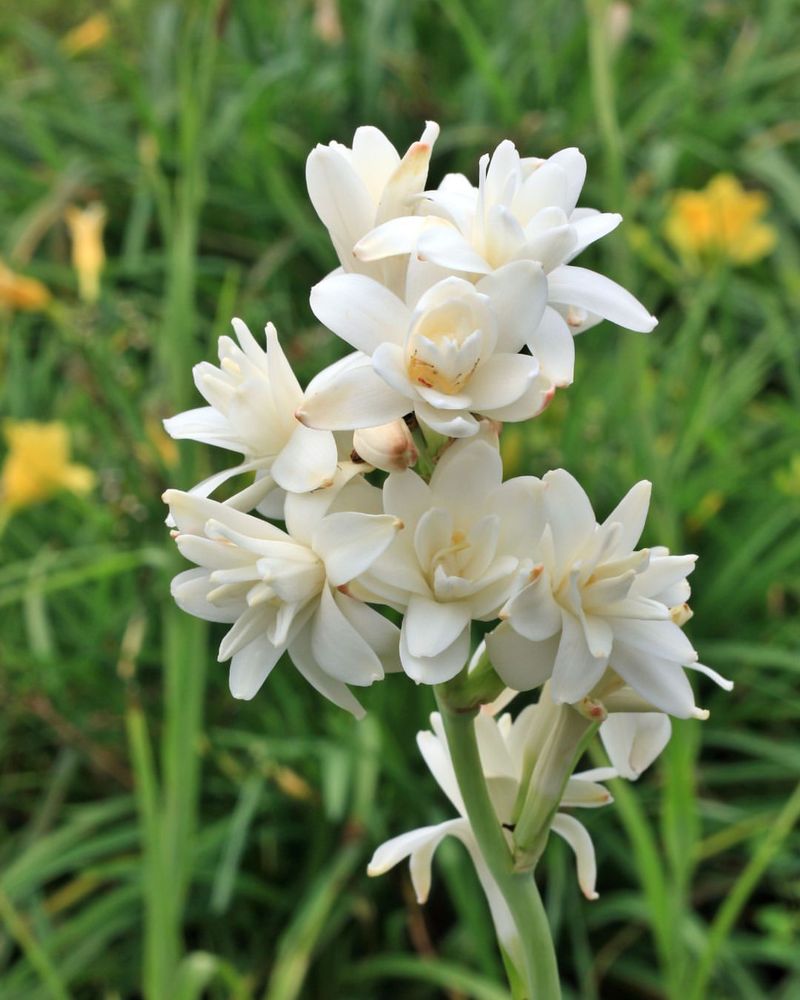 Tuberose