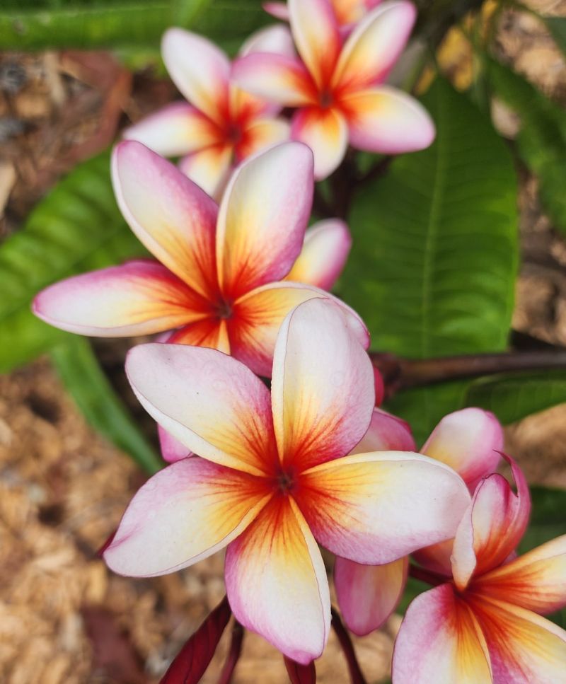 Plumeria