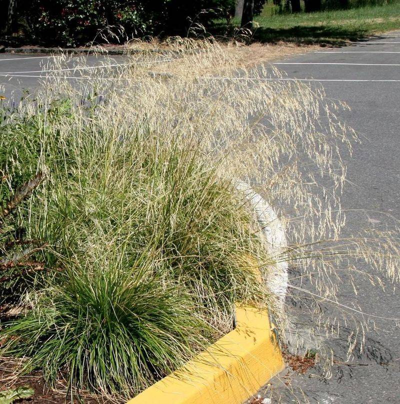 Tufted Hair Grass