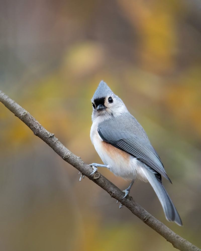 Tufted Titmouse