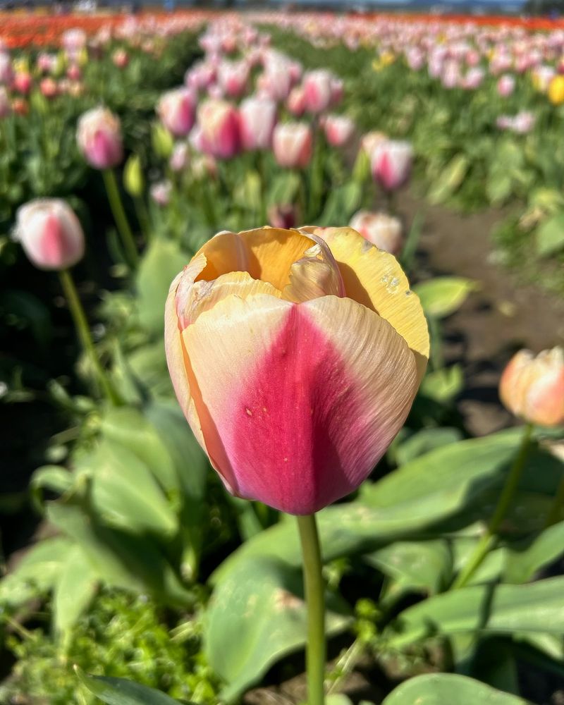 Tulip