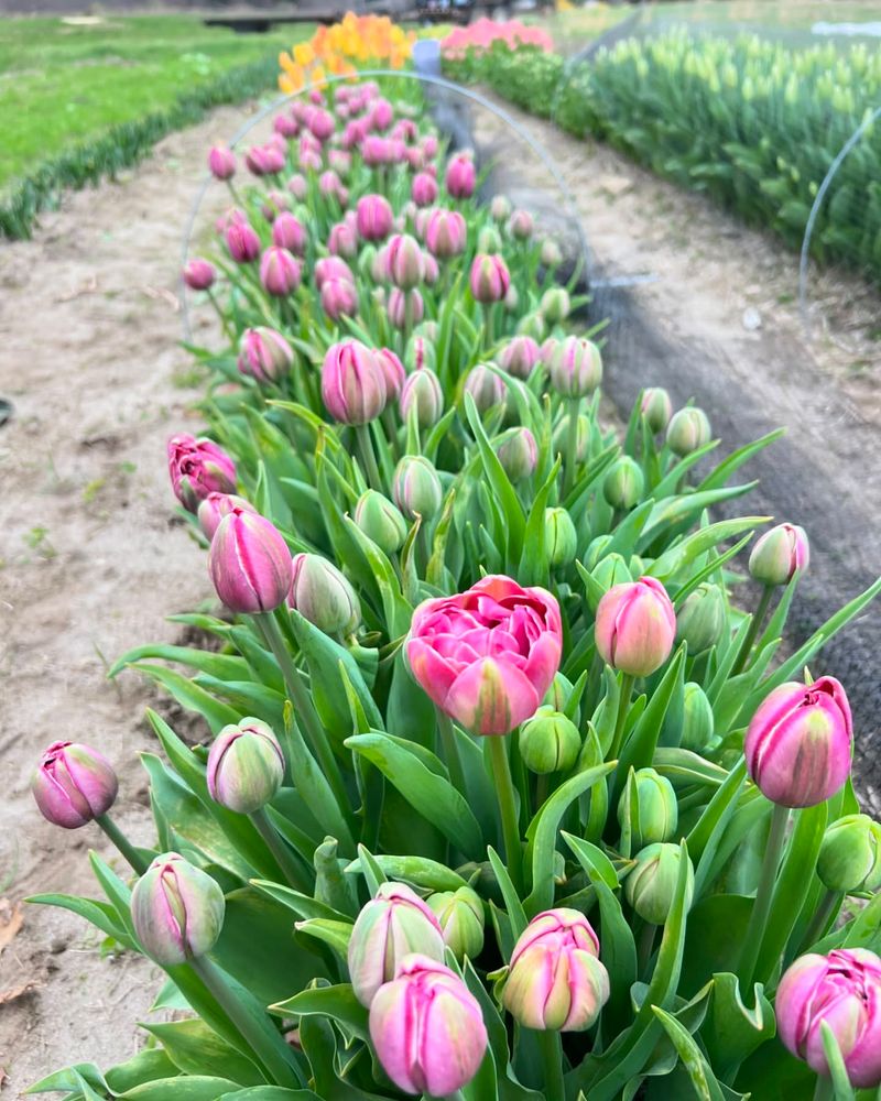 Tulip