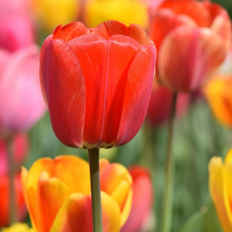 Tulip