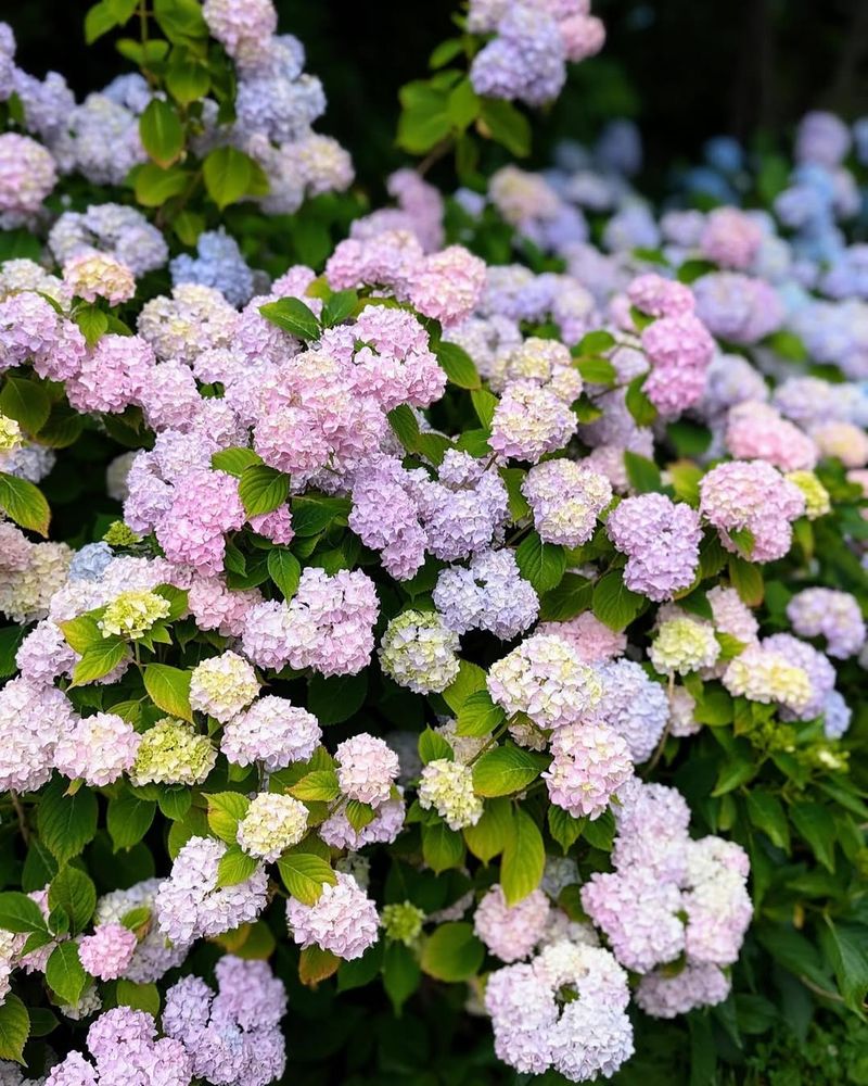 Hydrangea