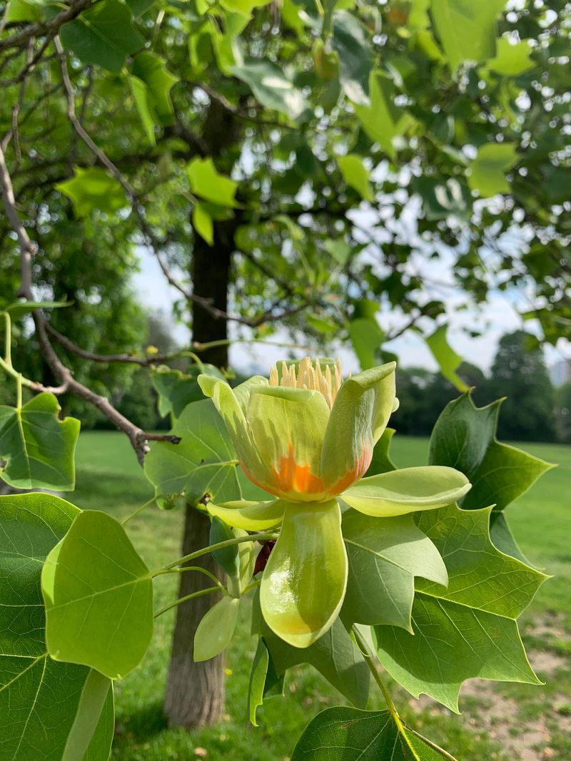 Tulip Tree