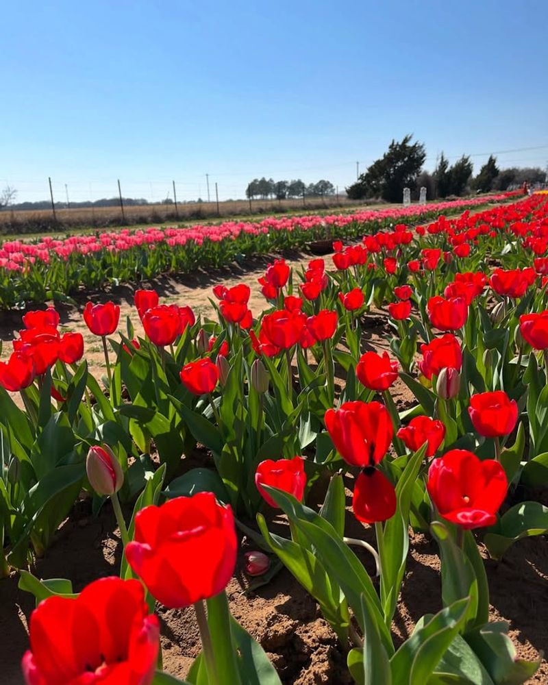 Tulips