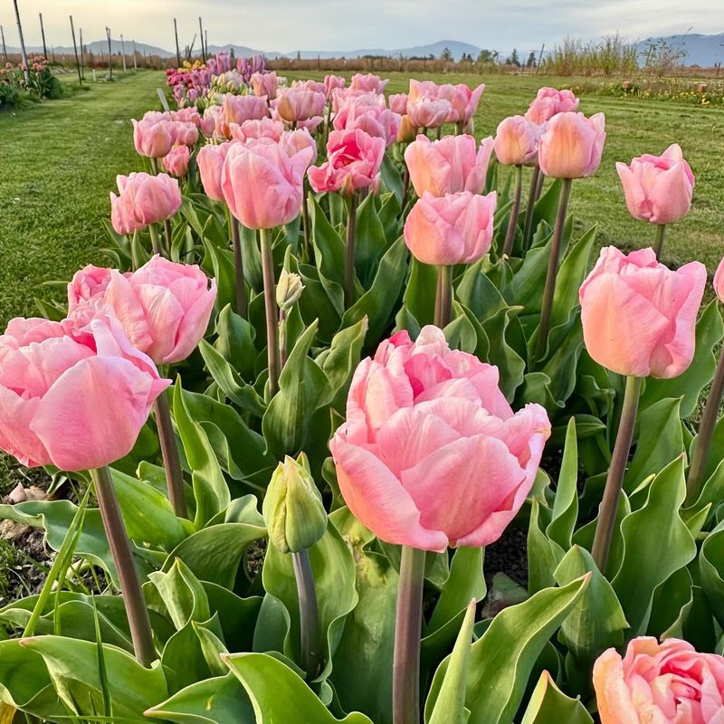 Tulips