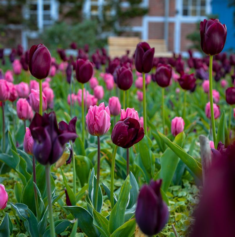 Tulips