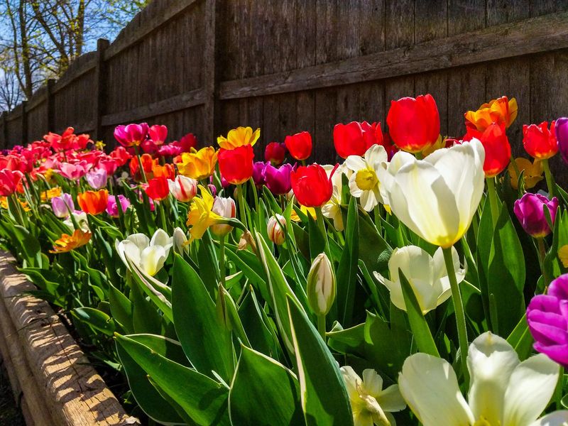 Tulips