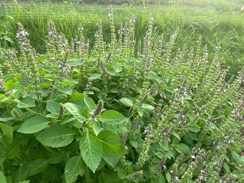 Tulsi (Holy Basil)