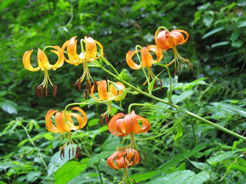 Turban Lily