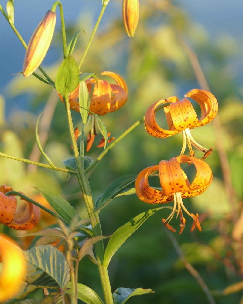 Turk's Cap Lily