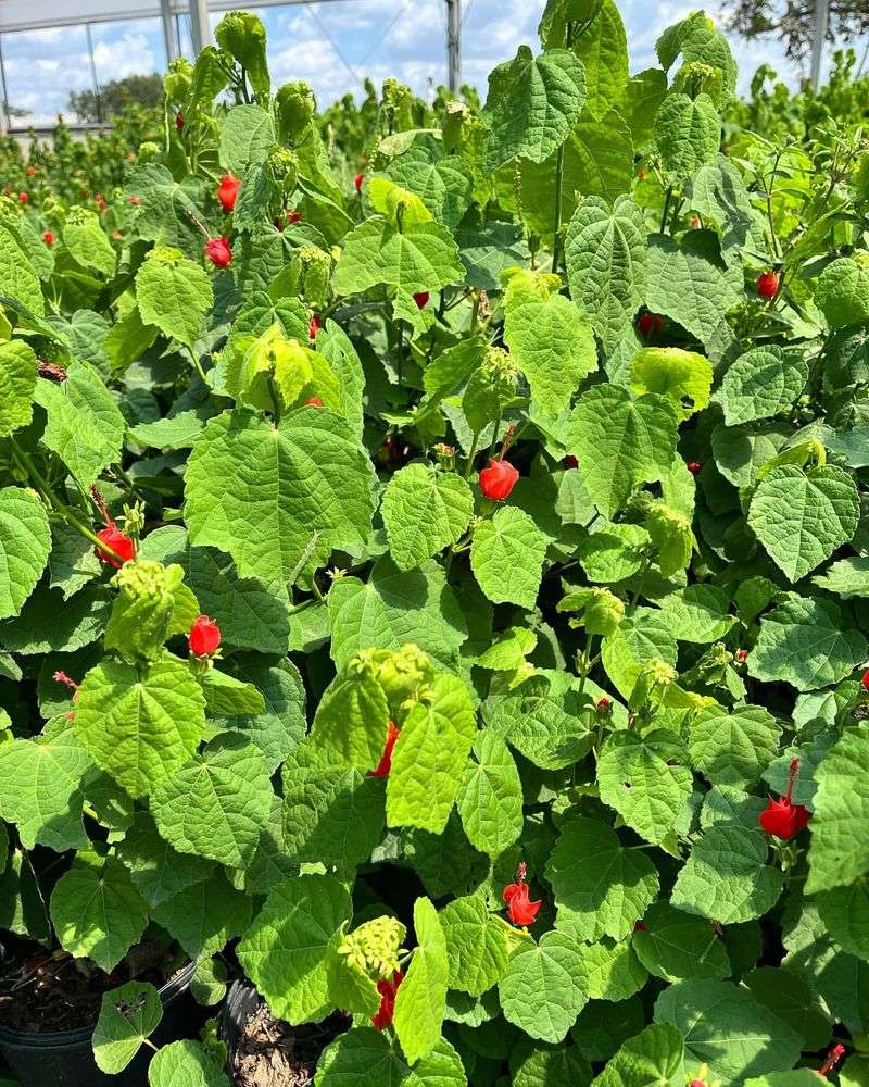 Turk's Cap