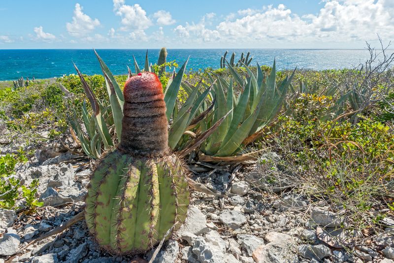 Turk's Cap Cactus