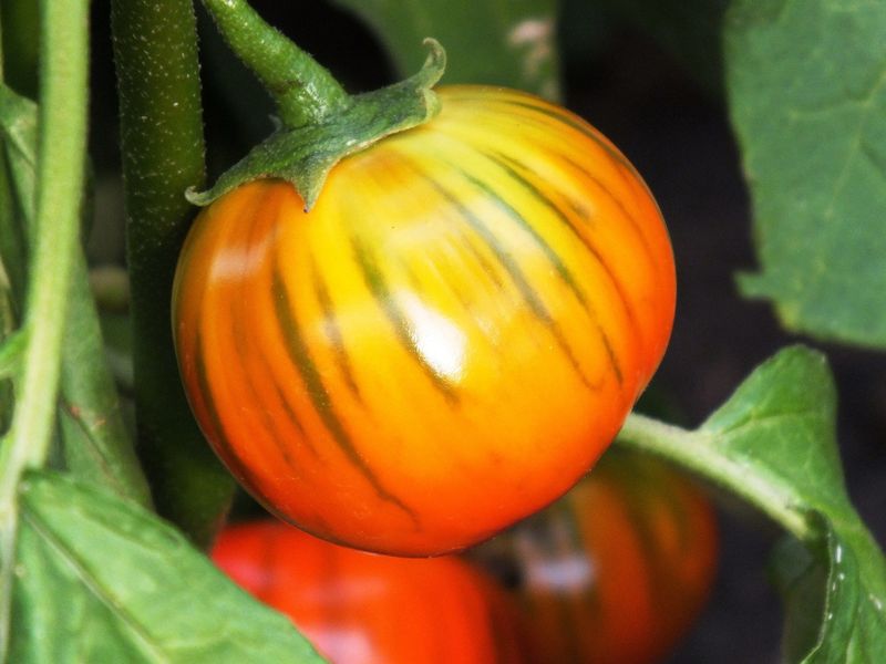 Turkish Orange Eggplant