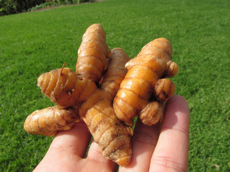 Turmeric