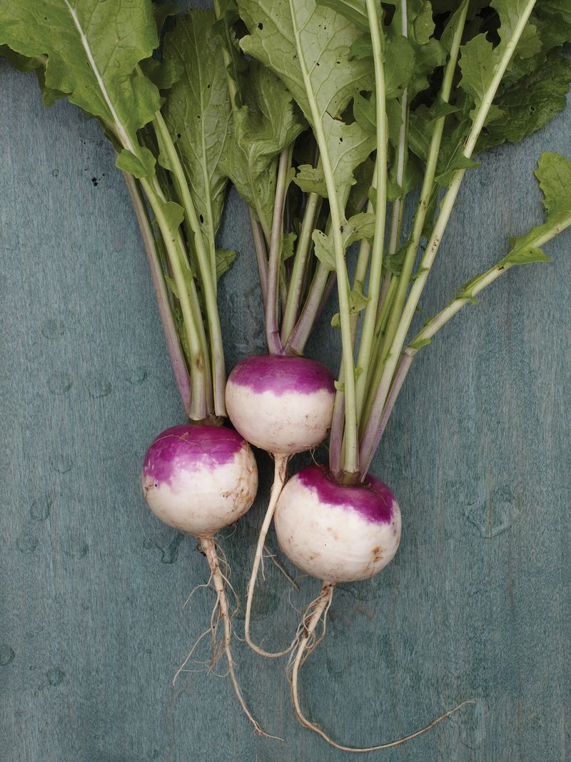 Turnip