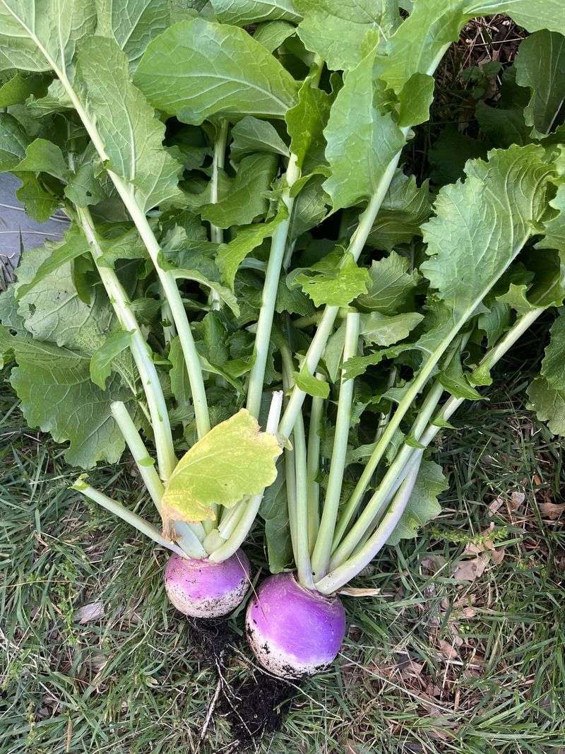 Turnips