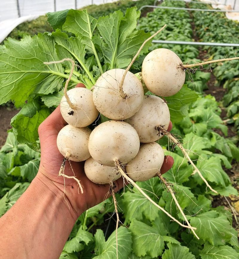 Turnips