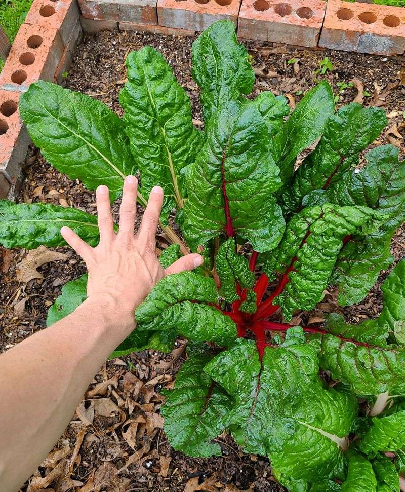 Swiss Chard