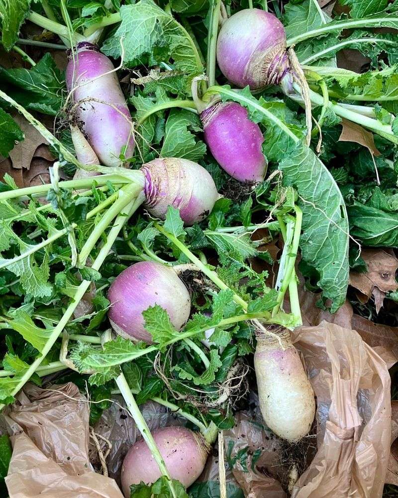 Turnips