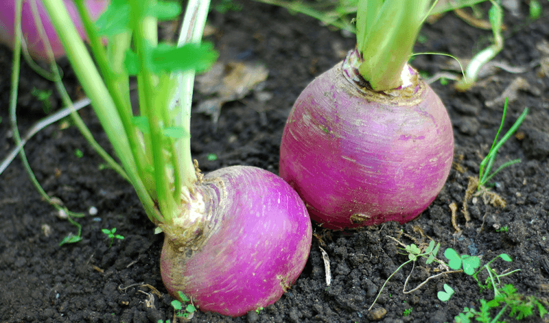 Turnips