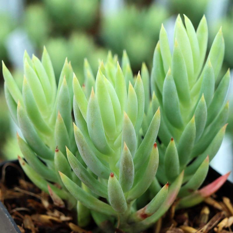 Turquoise Cotyledon