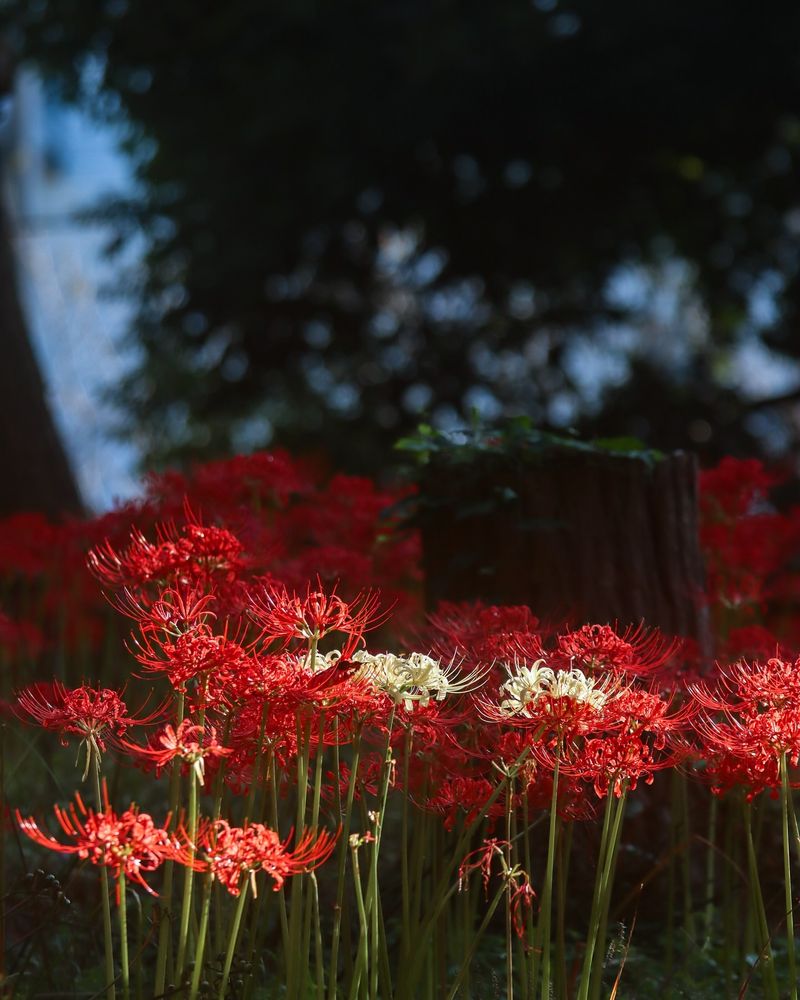 Turquoise Spider Lily