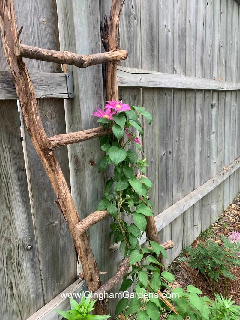 Twig Ladder