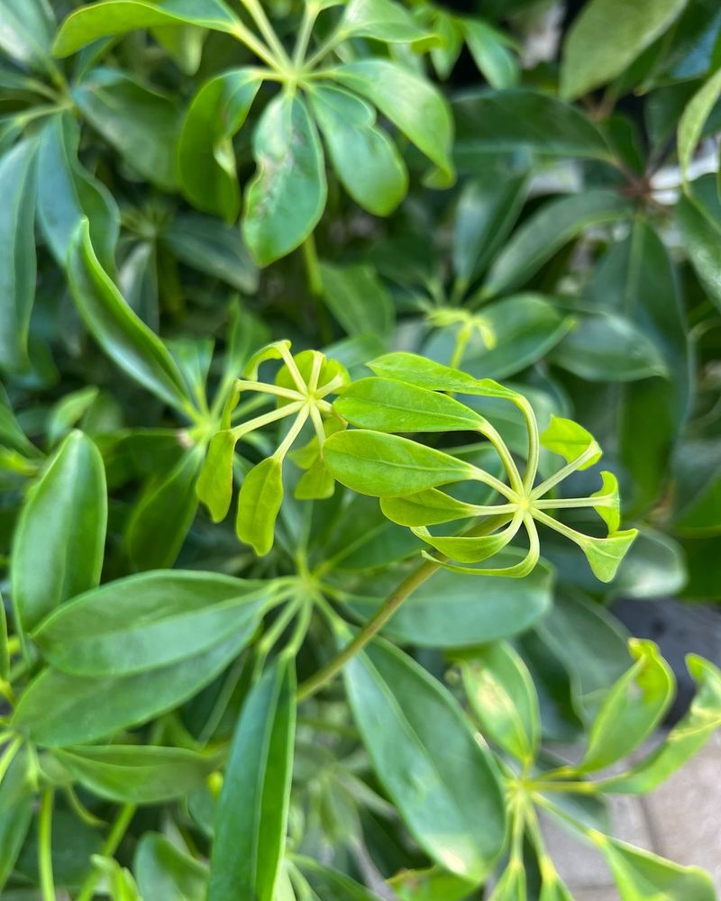 Umbrella Plant