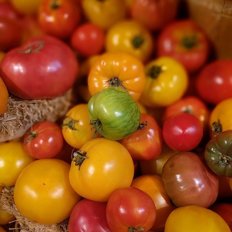 Understanding Tomato Types