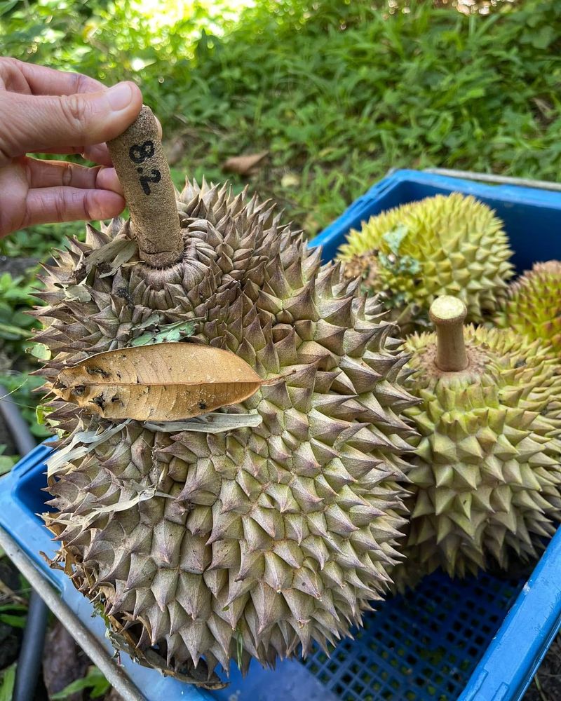 Unique Plant Containers