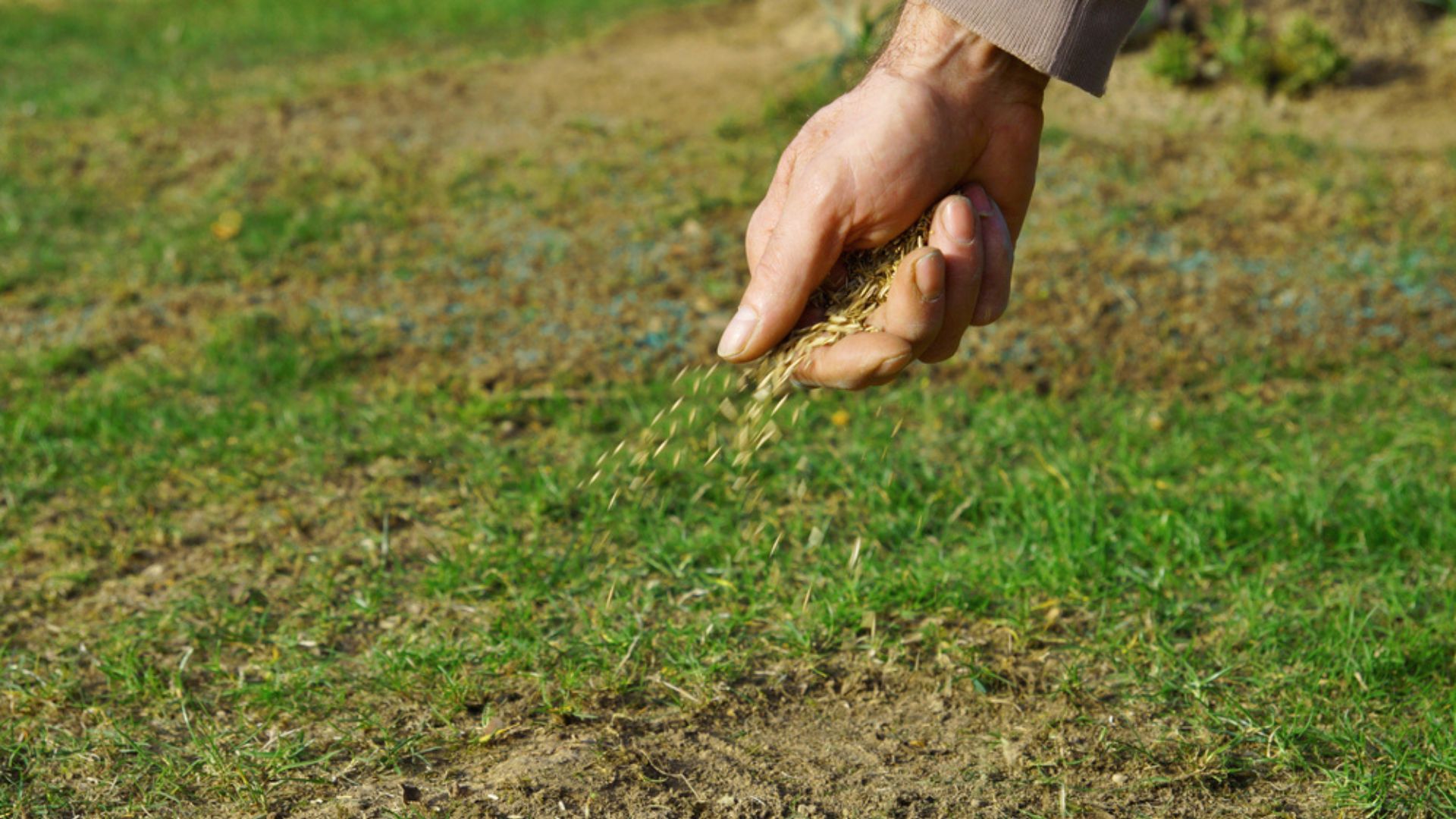 Unlocking The 25 Secrets Of Successful Lawn Overseeding (And What To Avoid!)