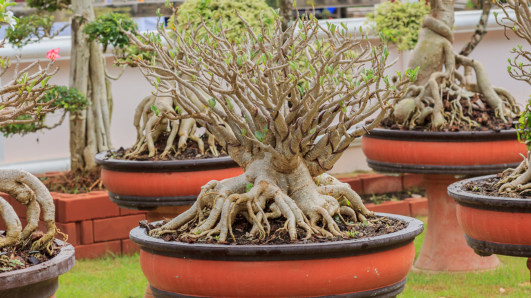 Spruce Up Your Garden With These 25 Dwarf Trees