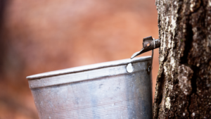27 Impressive Trees You Can Tap For Sap And Syrup
