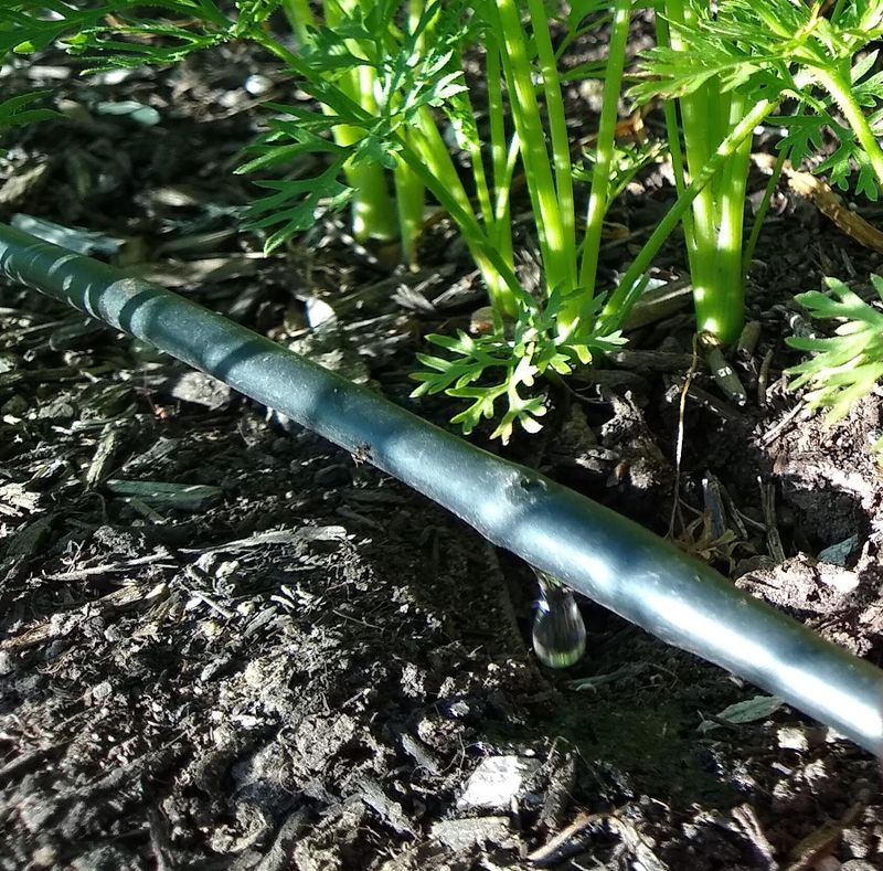 Use Appropriate Irrigation Systems for Even Watering