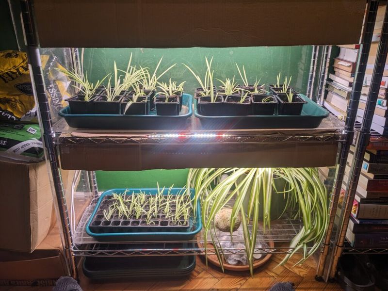 Use Grow Lights