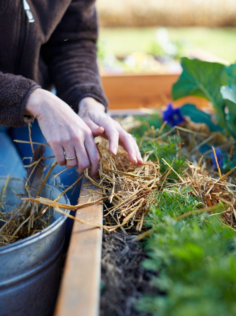 Use Mulch for Moisture