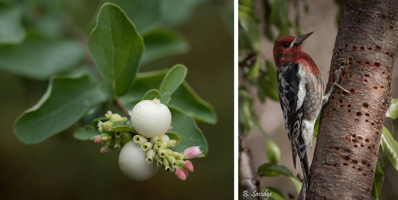 Use Native Plants