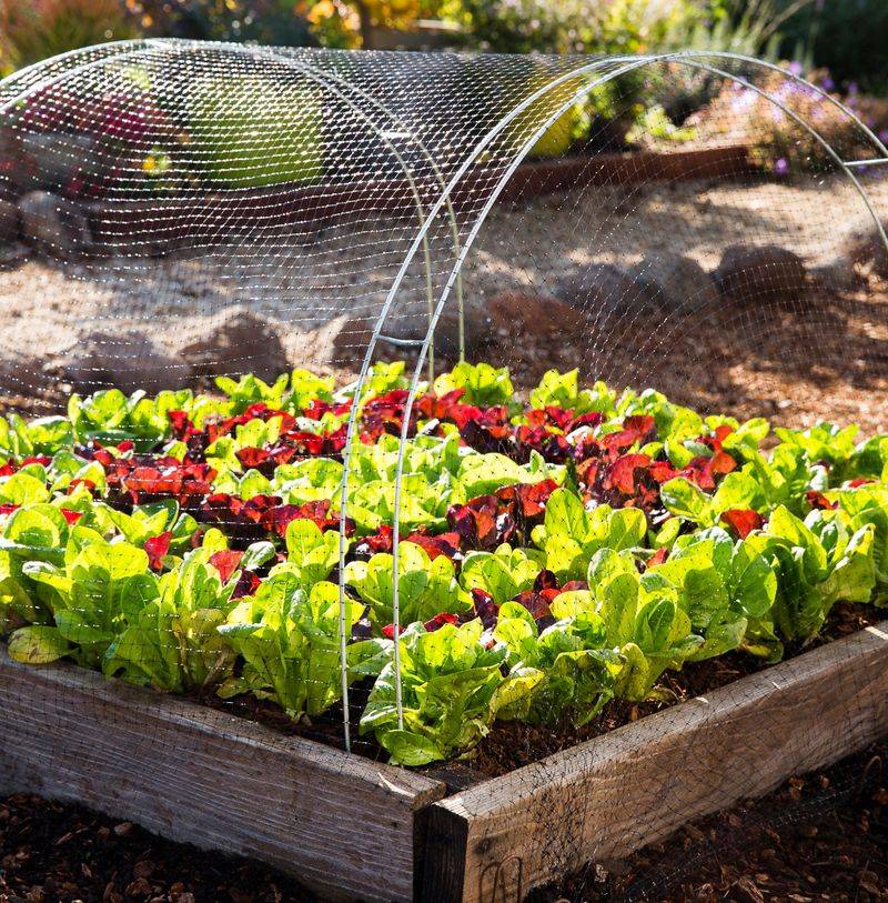 Use Netting Over Gardens