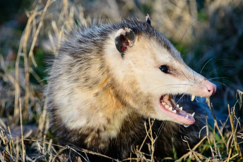 Use Possum-Repelling Granules