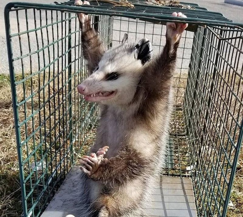 Use Possum Traps