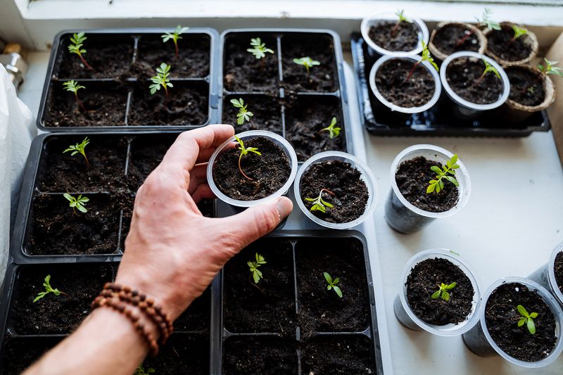 Use Seed-Starting Trays for Organization