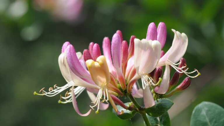 honeysuckle flower close up