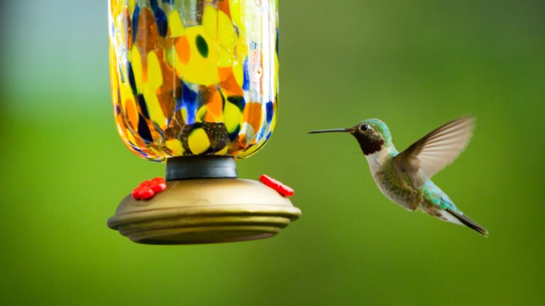 hummingbird and a bird feeder