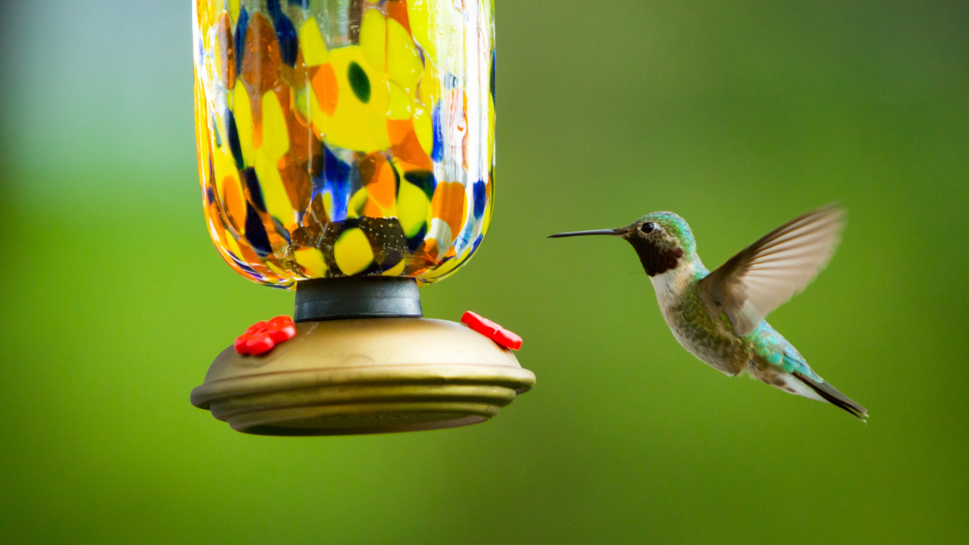 Use This Sweet Flower As A Hummingbird Bait On Your Feeder