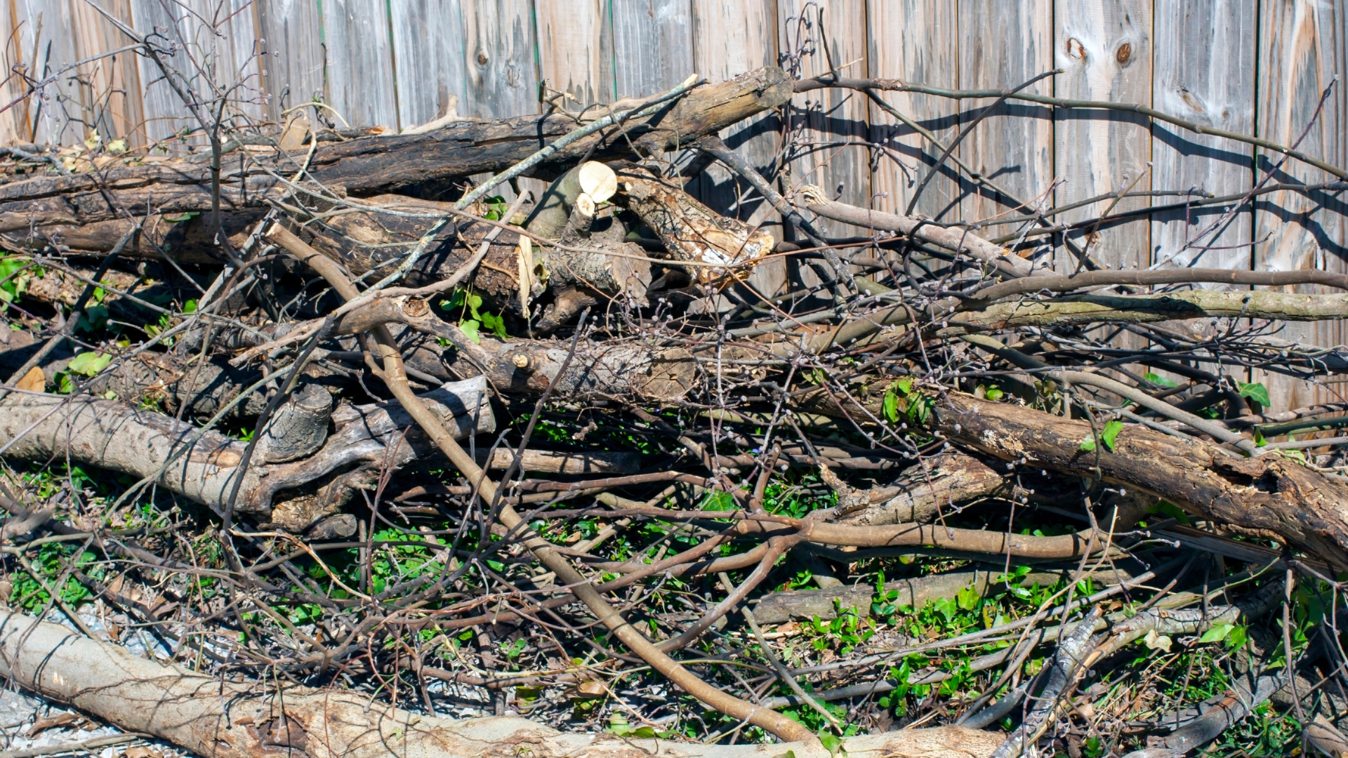 tree trimming pile