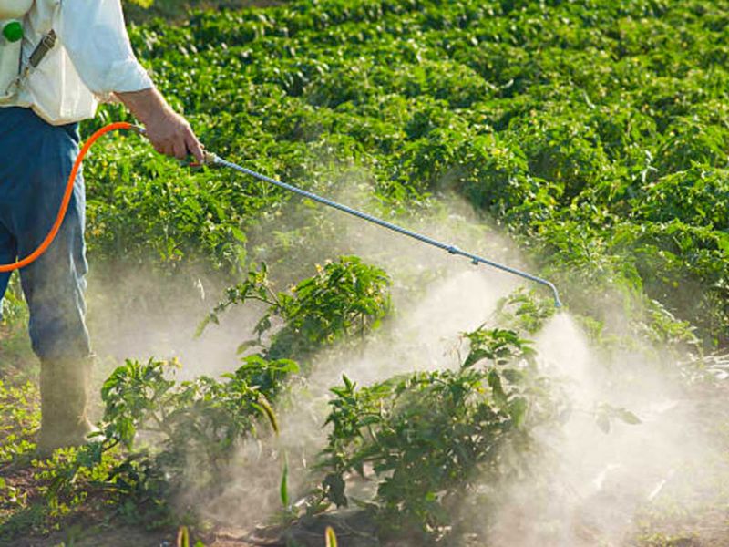 Using Chemical Pesticides Excessively